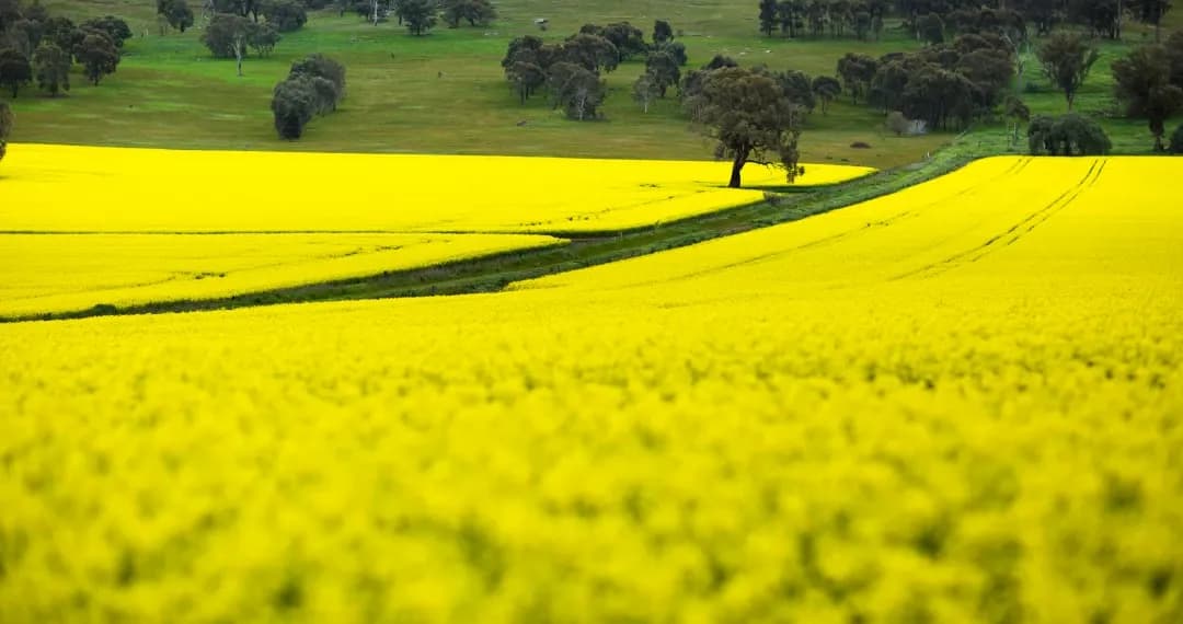 Canola fields