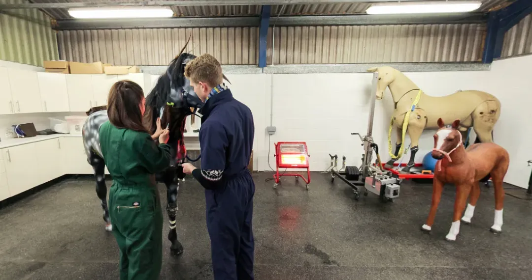 Equine Hospital Clinical Skills Lab is designed to give students hands-on experience in equine care and diagnostics
