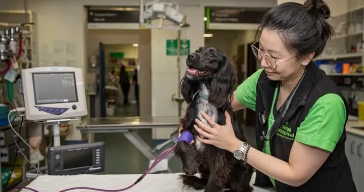 The Animal Hospital, dedicated to providing an exceptional level of care for you and your pet