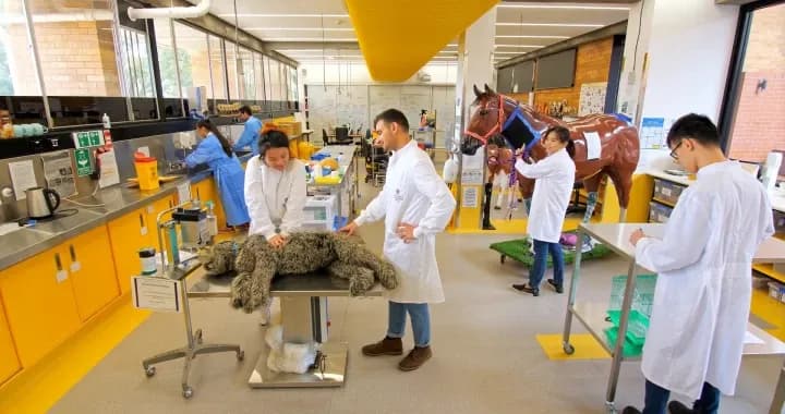 Clinical Skills Hub for veterinary science students to practise their clinical skills