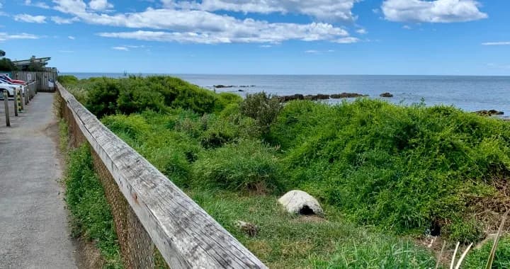 A section of the existing coastal path which will be elevated to enable penguin access below into the colony's expanded habitat