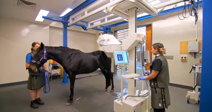 Scintigraphy imaging technique at the UQ VETS Equine Specialist Hospital