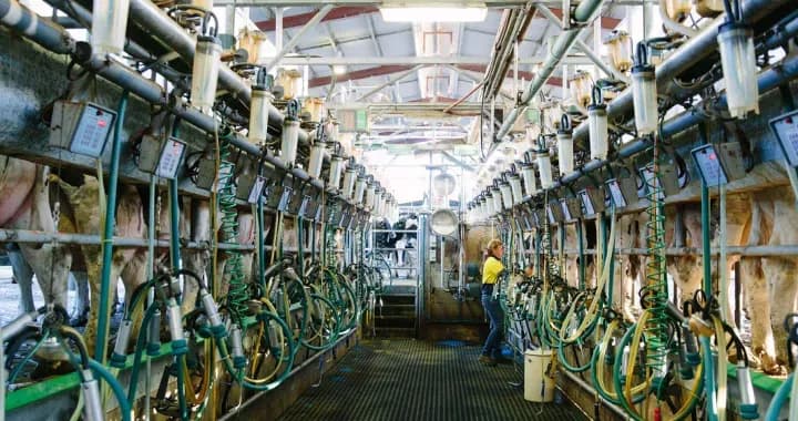 Dairy assistant milks the cows at the UQ Gatton dairy