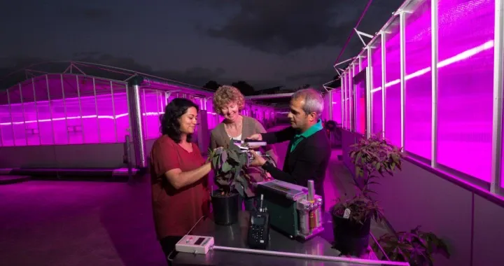 Glasshouse fitted with supplementary LED lights required for photosynthesis
