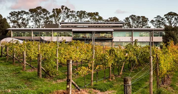 Grapevine, School of Agriculture, Food & Wine