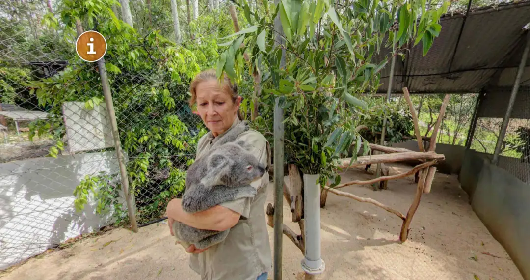 Koala Hospital, established in 1986 and have taking care of more than 5,000 koalas along the way