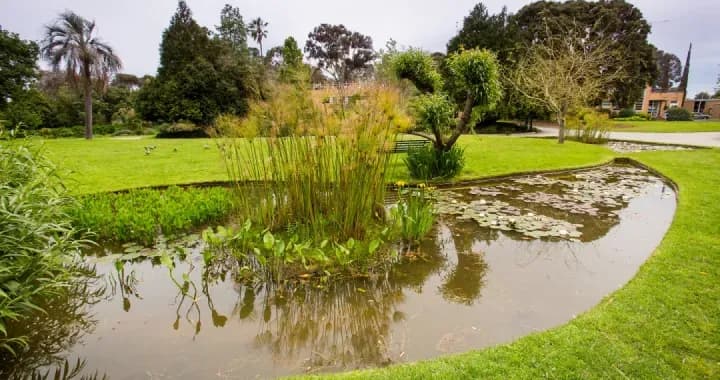 Lily pond