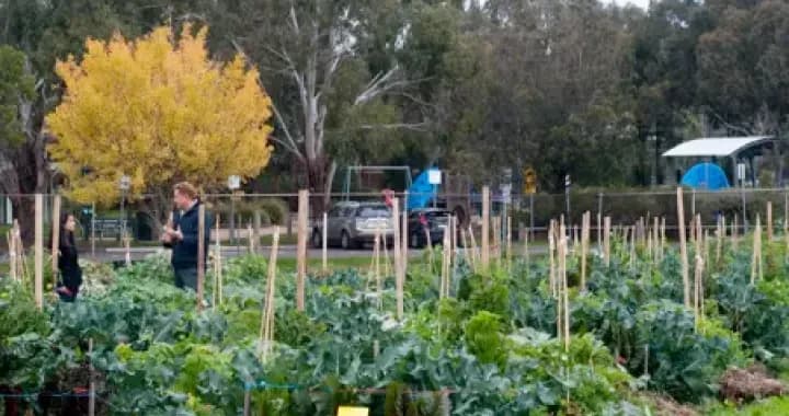 Student veggie plots
